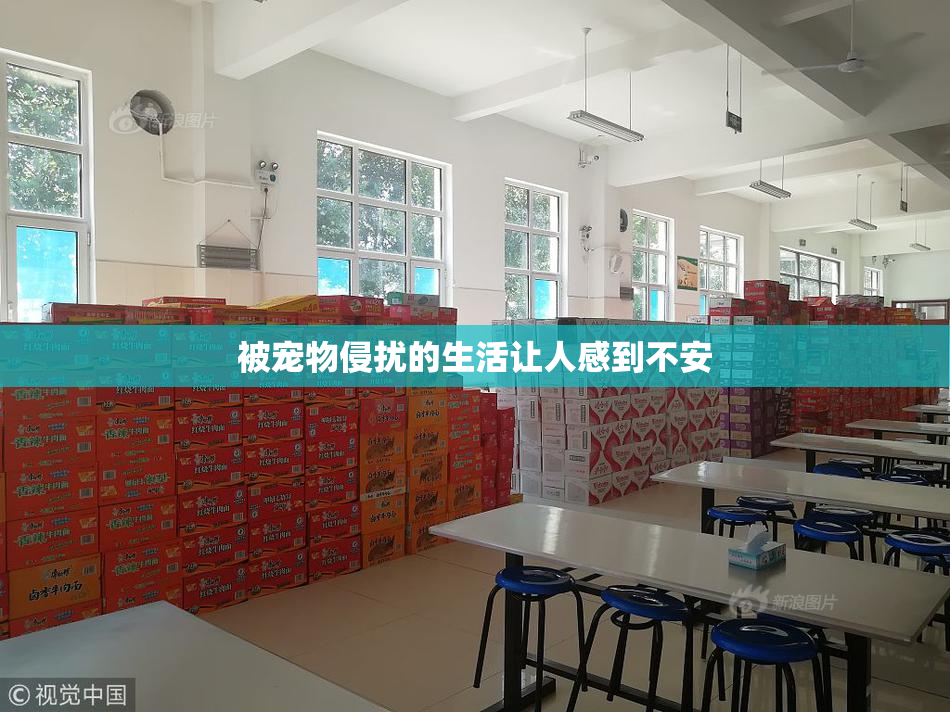 被宠物侵扰的生活让人感到不安