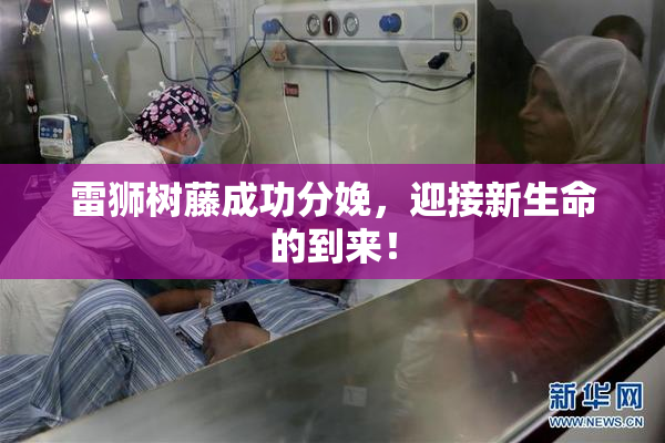 雷狮树藤成功分娩，迎接新生命的到来！