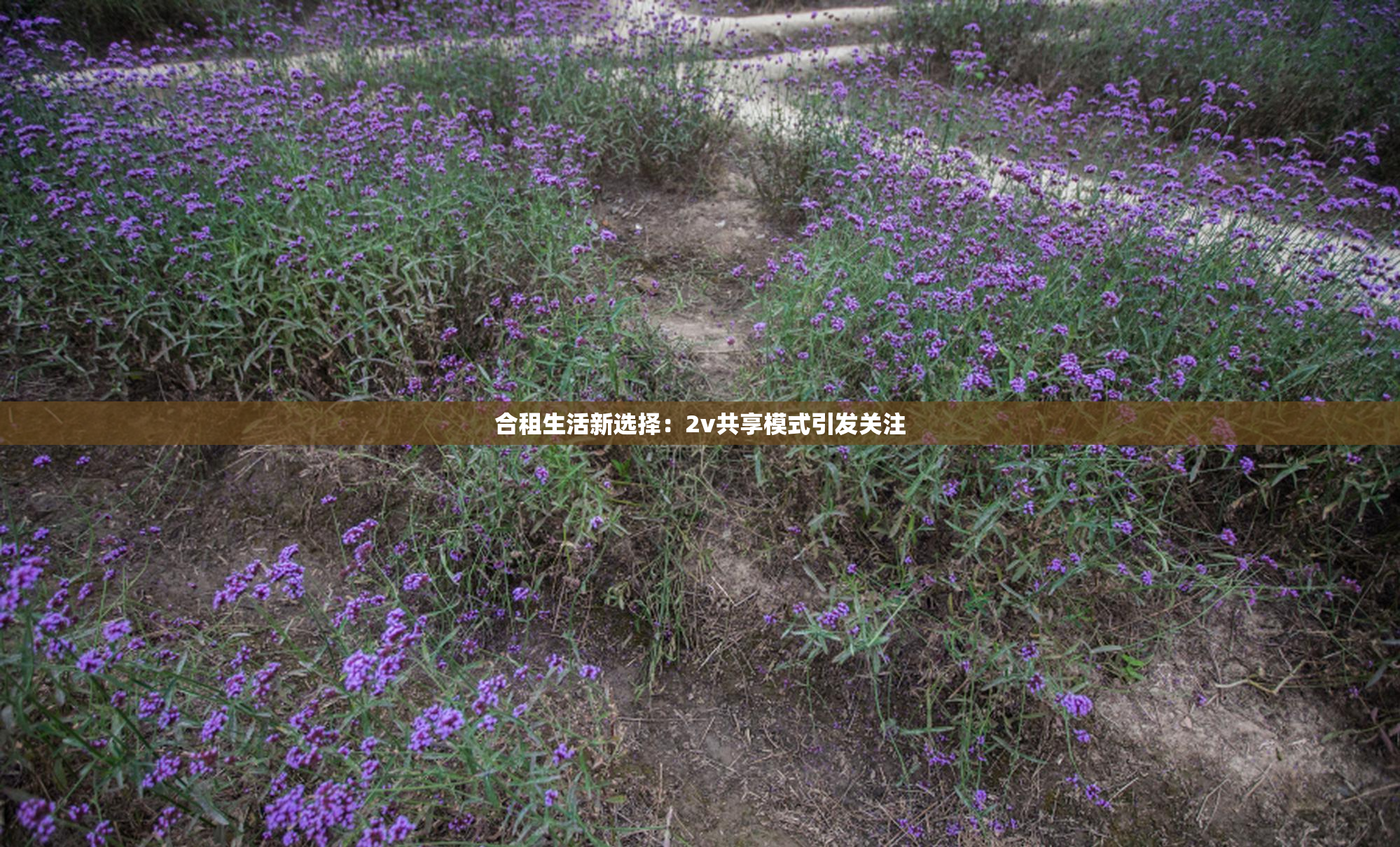 合租生活新选择：2v共享模式引发关注