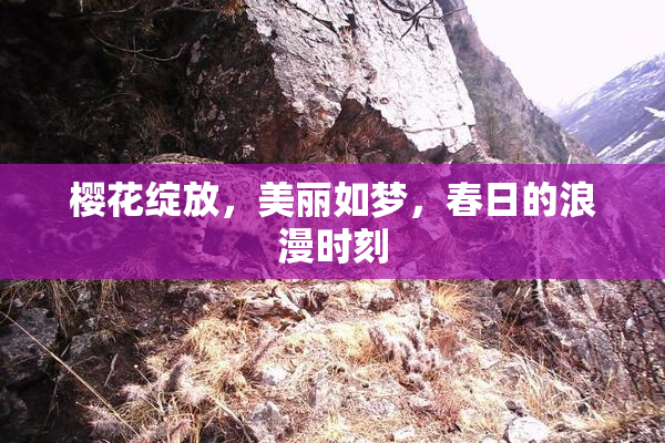 樱花绽放，美丽如梦，春日的浪漫时刻