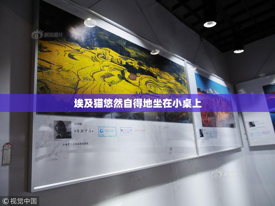埃及猫悠然自得地坐在小桌上