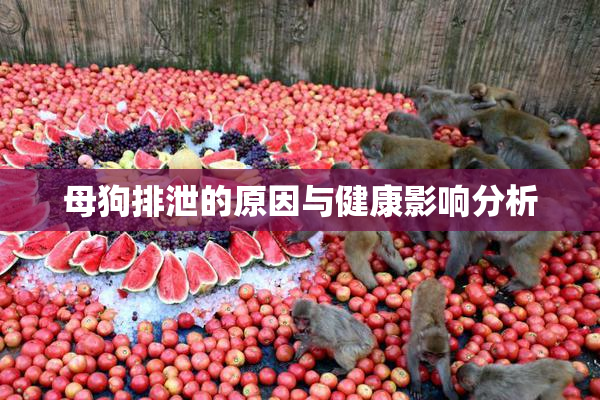 母狗排泄的原因与健康影响分析