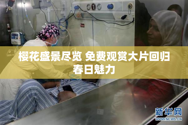 樱花盛景尽览 免费观赏大片回归春日魅力