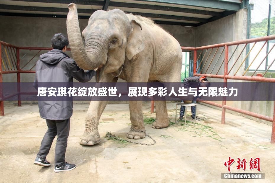 唐安琪花绽放盛世，展现多彩人生与无限魅力