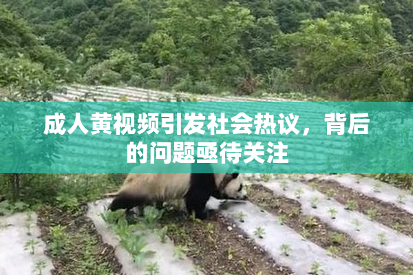 成人黄视频引发社会热议，背后的问题亟待关注