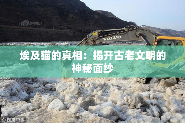埃及猫的真相：揭开古老文明的神秘面纱