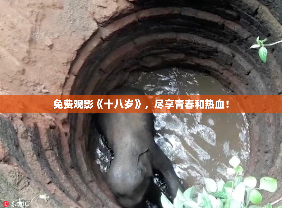 免费观影《十八岁》，尽享青春和热血！