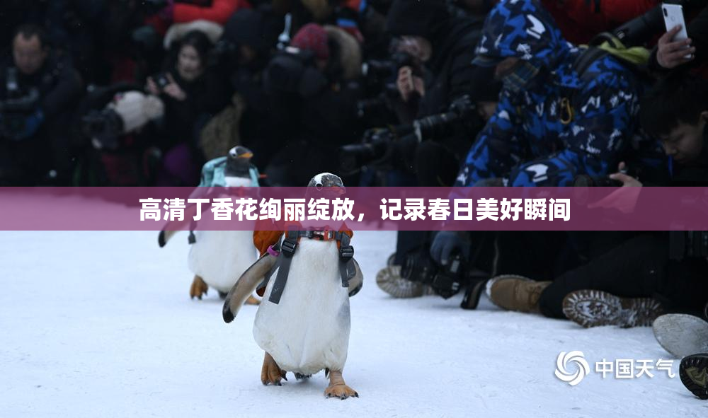 高清丁香花绚丽绽放，记录春日美好瞬间