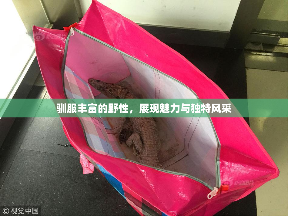 驯服丰富的野性，展现魅力与独特风采