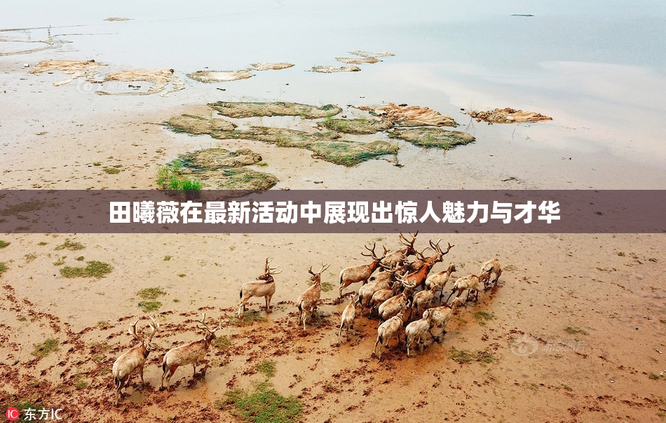田曦薇在最新活动中展现出惊人魅力与才华