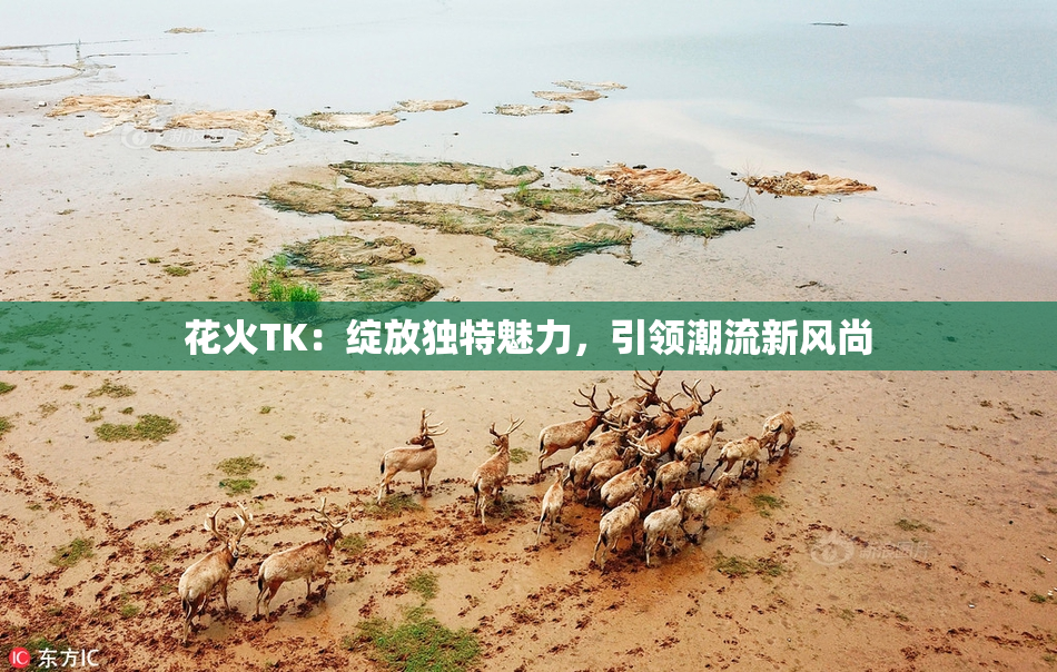 花火TK：绽放独特魅力，引领潮流新风尚