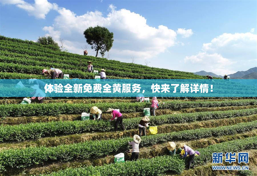 体验全新免费全黄服务，快来了解详情！