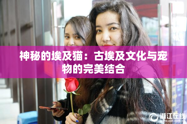 神秘的埃及猫：古埃及文化与宠物的完美结合