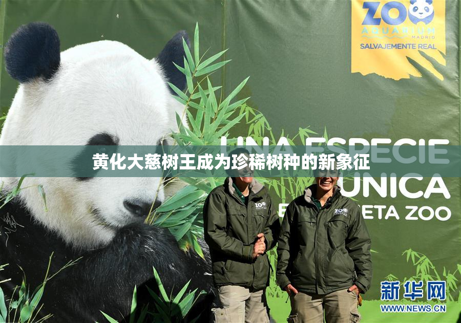 黄化大慈树王成为珍稀树种的新象征