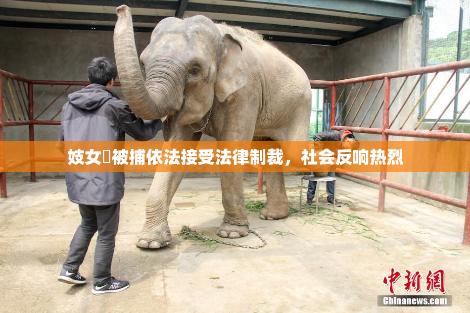 妓女梱被捕依法接受法律制裁，社会反响热烈