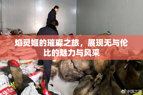 焰灵姬的璀璨之旅，展现无与伦比的魅力与风采