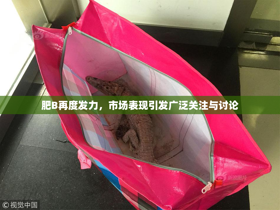 肥B再度发力，市场表现引发广泛关注与讨论