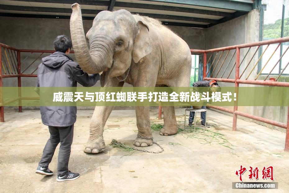 威震天与顶红蜘联手打造全新战斗模式！