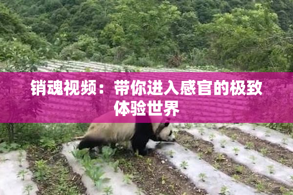 销魂视频：带你进入感官的极致体验世界