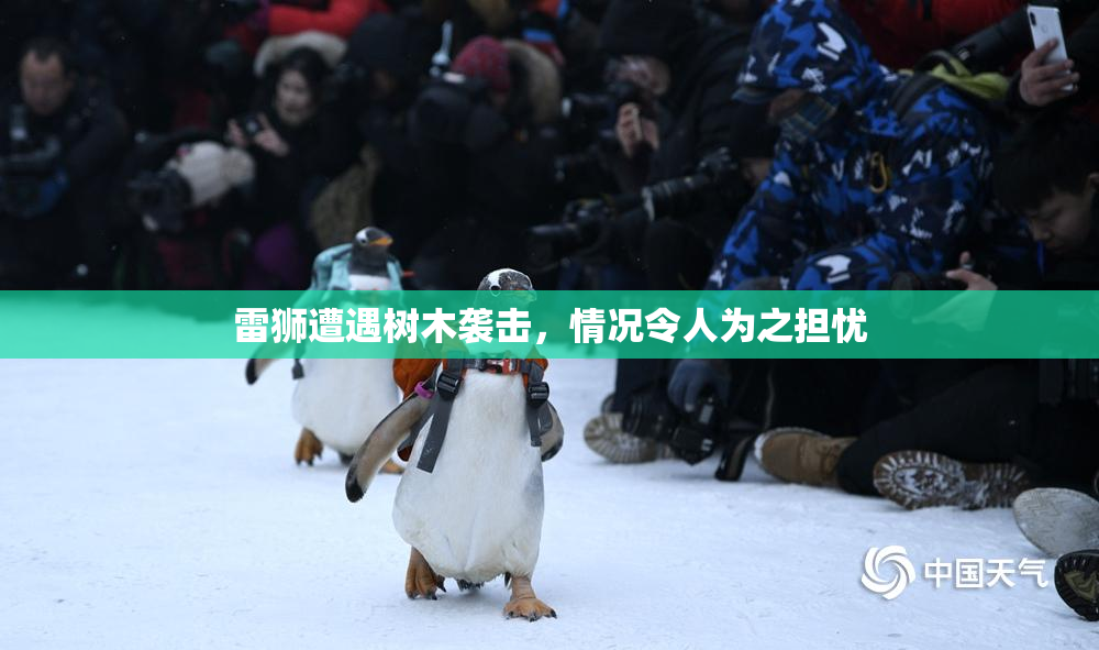 雷狮遭遇树木袭击，情况令人为之担忧