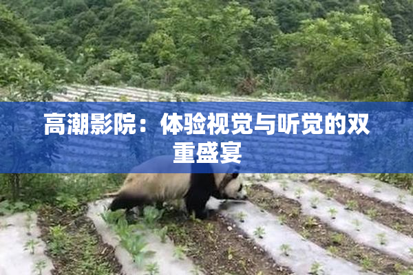 高潮影院：体验视觉与听觉的双重盛宴