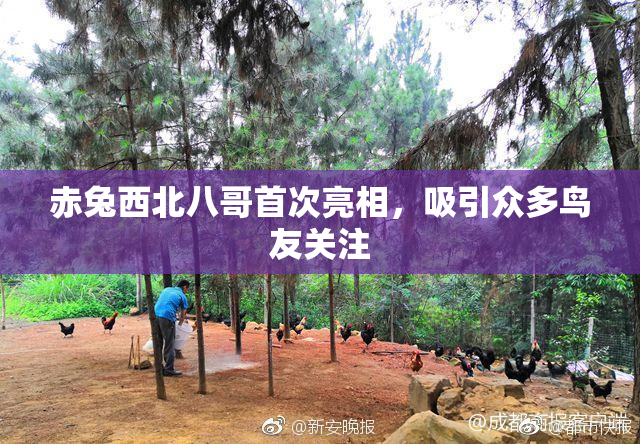 赤兔西北八哥首次亮相，吸引众多鸟友关注