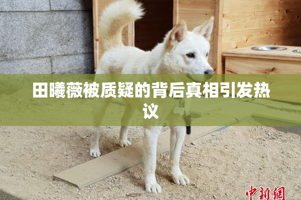 田曦薇被质疑的背后真相引发热议