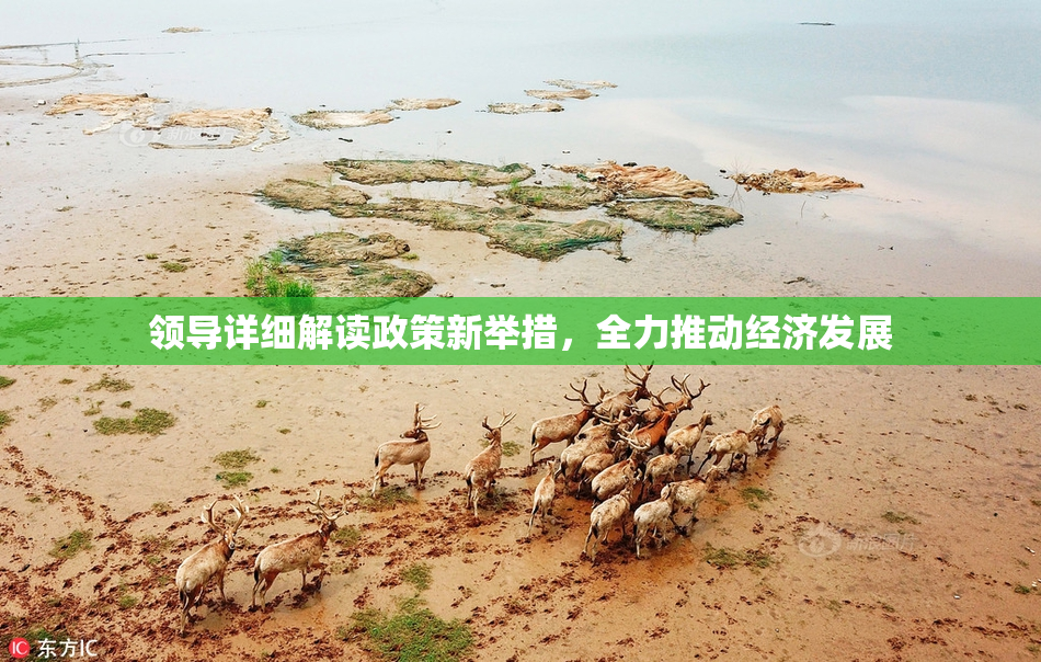 领导详细解读政策新举措，全力推动经济发展