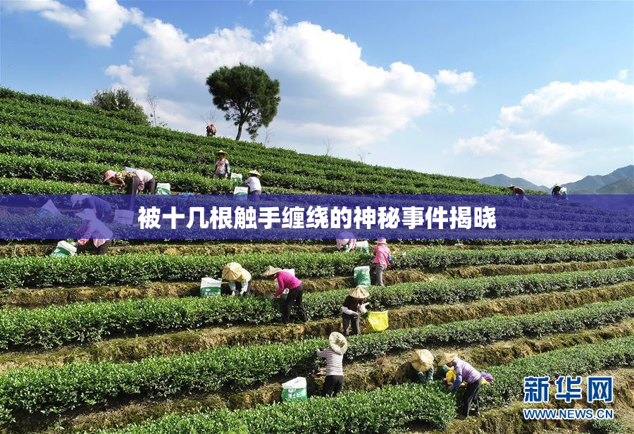 被十几根触手缠绕的神秘事件揭晓