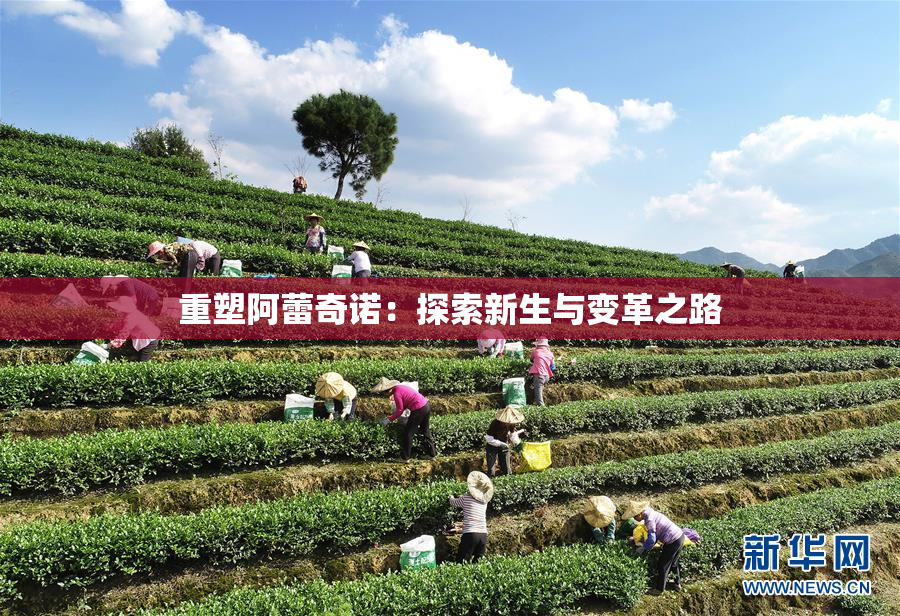 重塑阿蕾奇诺：探索新生与变革之路