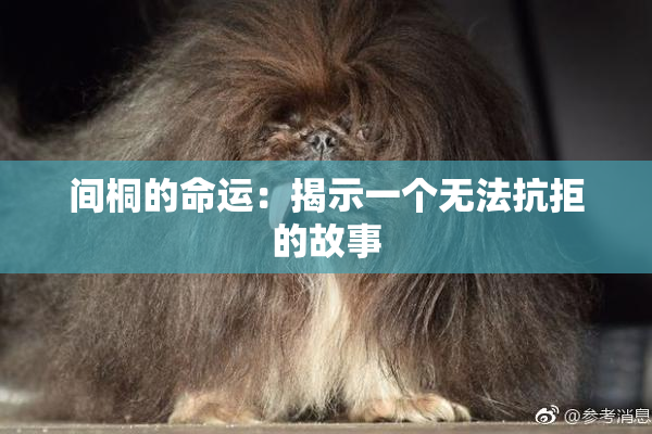 间桐的命运：揭示一个无法抗拒的故事