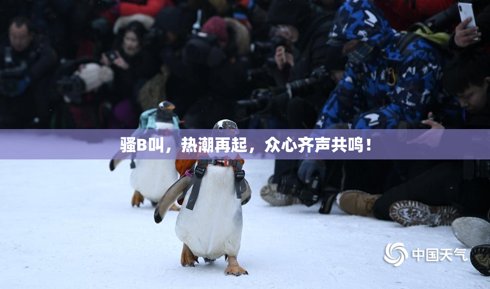 骚B叫，热潮再起，众心齐声共鸣！