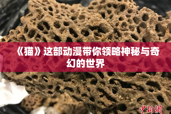 《猫》这部动漫带你领略神秘与奇幻的世界