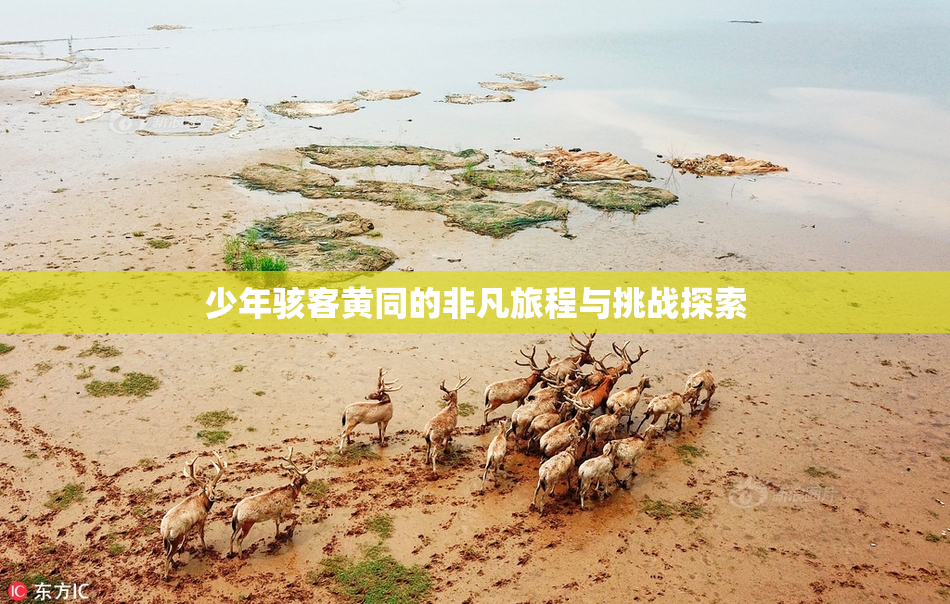 少年骇客黄同的非凡旅程与挑战探索
