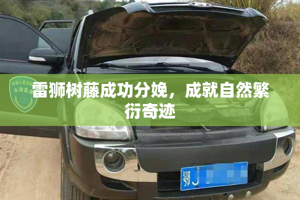 雷狮树藤成功分娩，成就自然繁衍奇迹