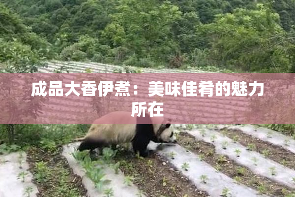 成品大香伊煮：美味佳肴的魅力所在