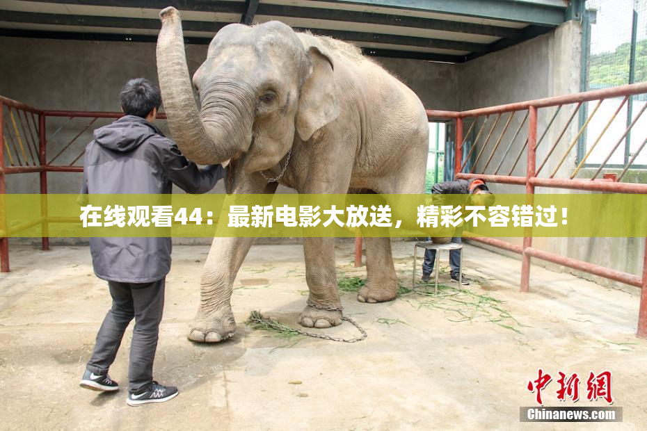 在线观看44：最新电影大放送，精彩不容错过！