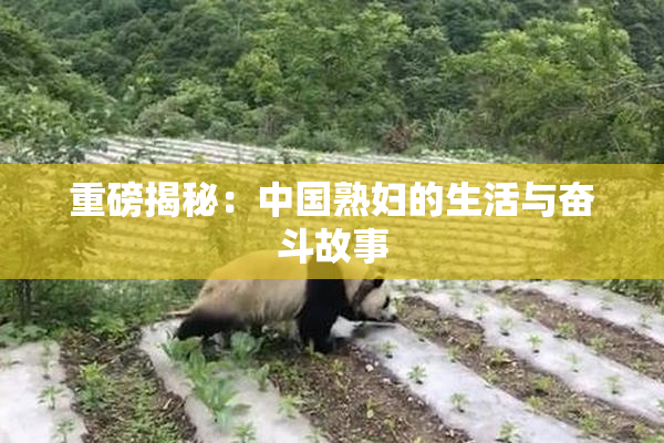 重磅揭秘：中国熟妇的生活与奋斗故事