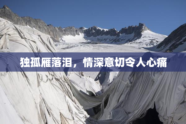 独孤雁落泪，情深意切令人心痛