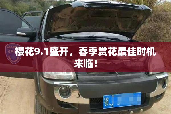樱花9.1盛开，春季赏花最佳时机来临！