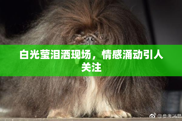白光莹泪洒现场，情感涌动引人关注