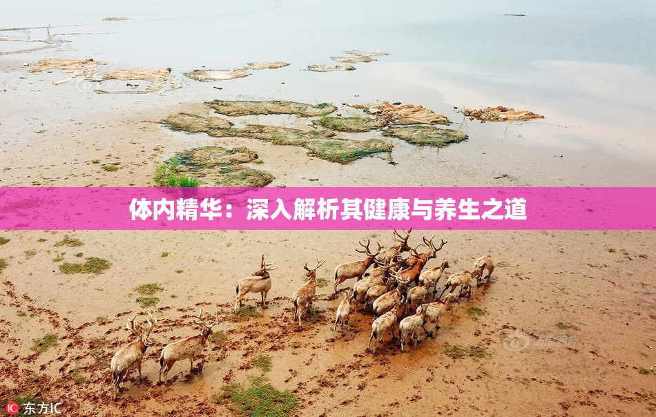 体内精华：深入解析其健康与养生之道