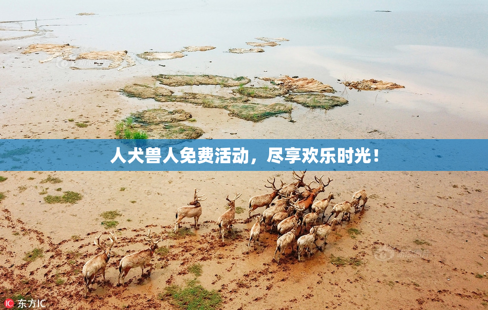 人犬兽人免费活动，尽享欢乐时光！