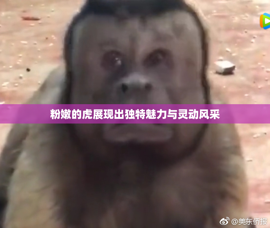 粉嫩的虎展现出独特魅力与灵动风采
