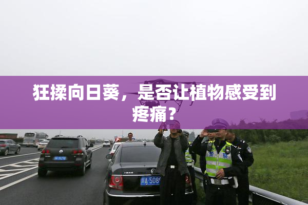 狂揉向日葵，是否让植物感受到疼痛？