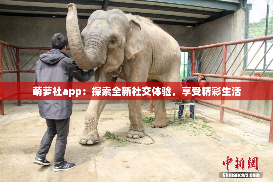 萌萝社app：探索全新社交体验，享受精彩生活