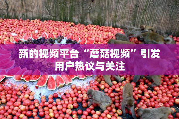 新的视频平台“蘑菇视频”引发用户热议与关注