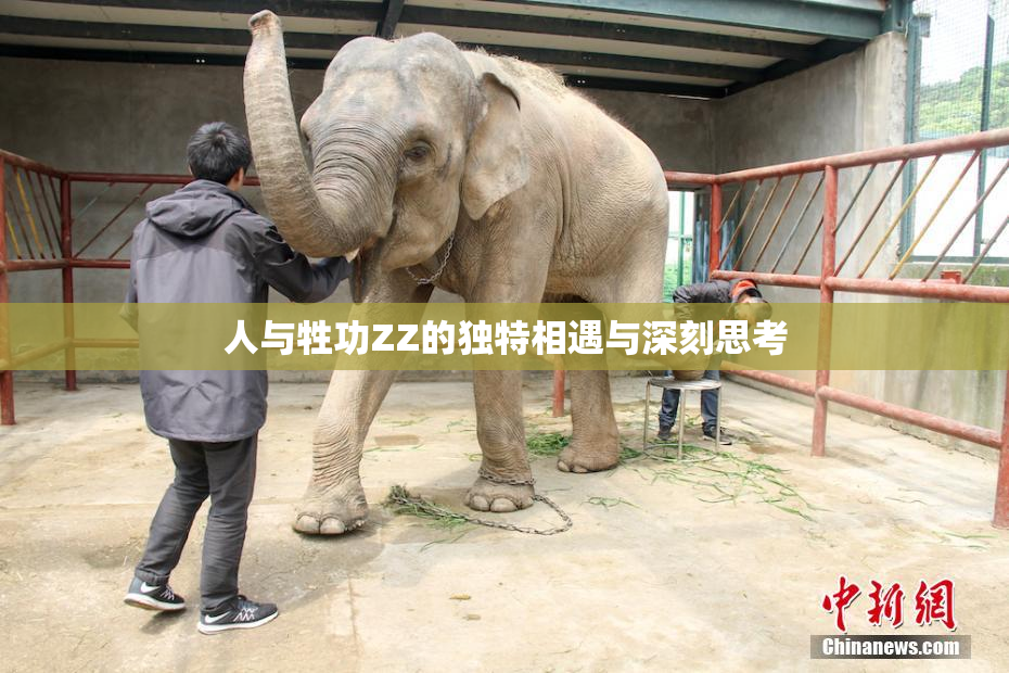 人与牲功ZZ的独特相遇与深刻思考