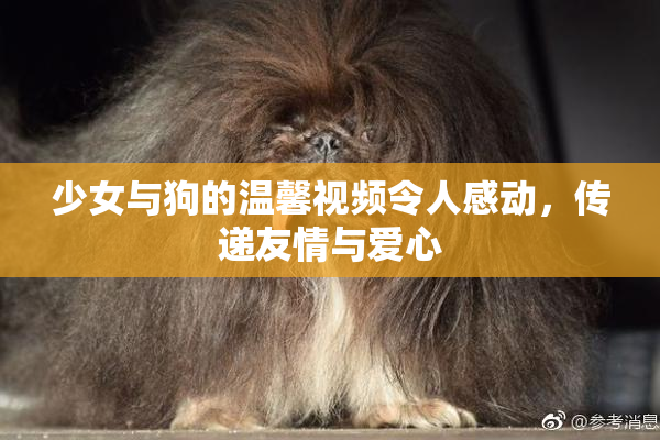 少女与狗的温馨视频令人感动，传递友情与爱心