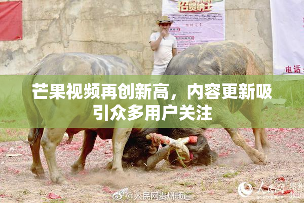芒果视频再创新高，内容更新吸引众多用户关注